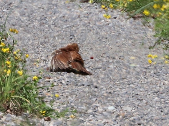 Brown Thrasher - ML621880218