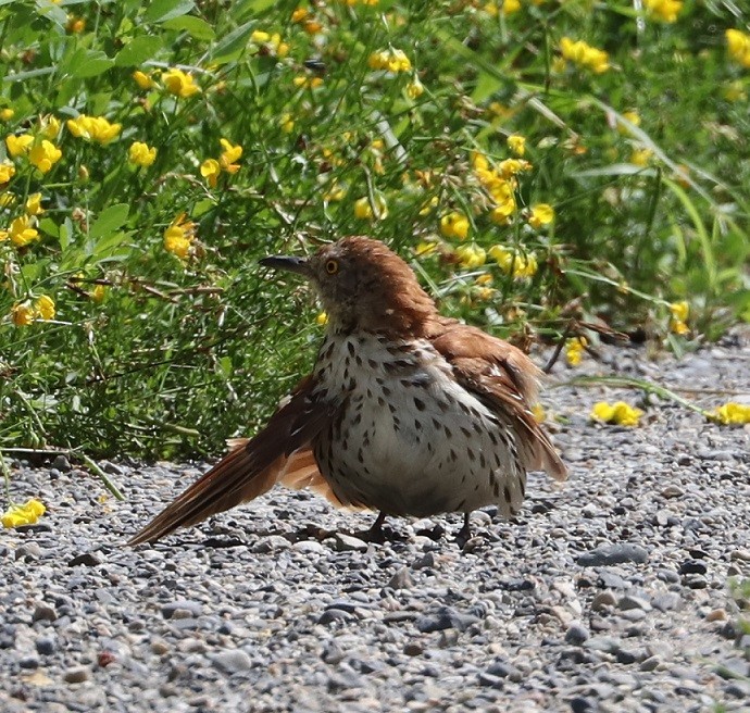 Brown Thrasher - ML621880219