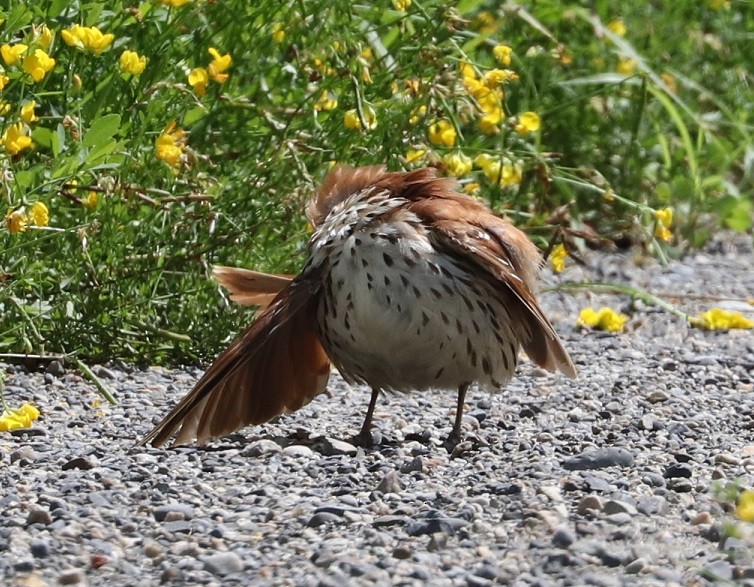 Brown Thrasher - ML621880220