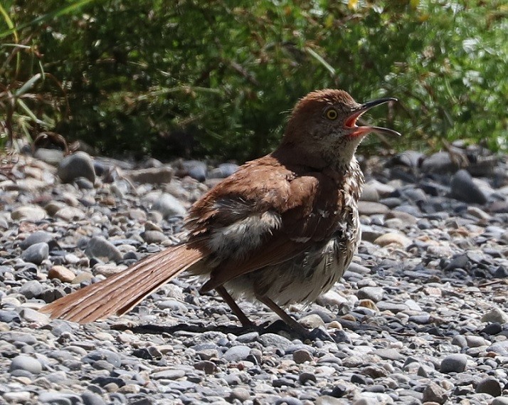 Brown Thrasher - ML621880222