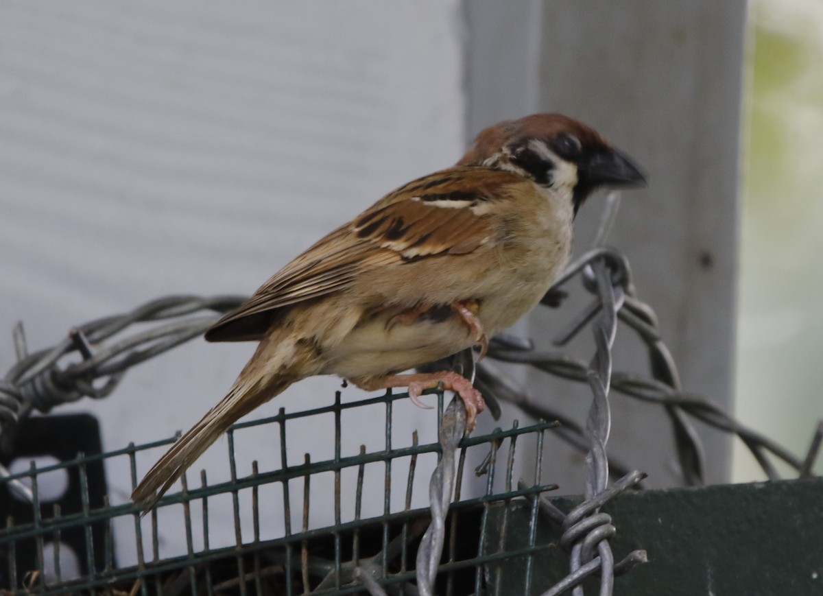 Eurasian Tree Sparrow - ML621880230