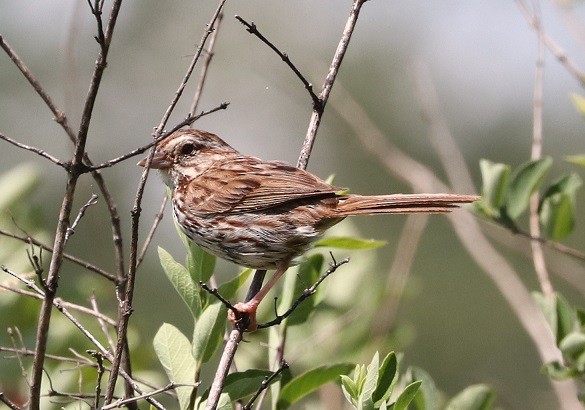 Song Sparrow - ML621880242