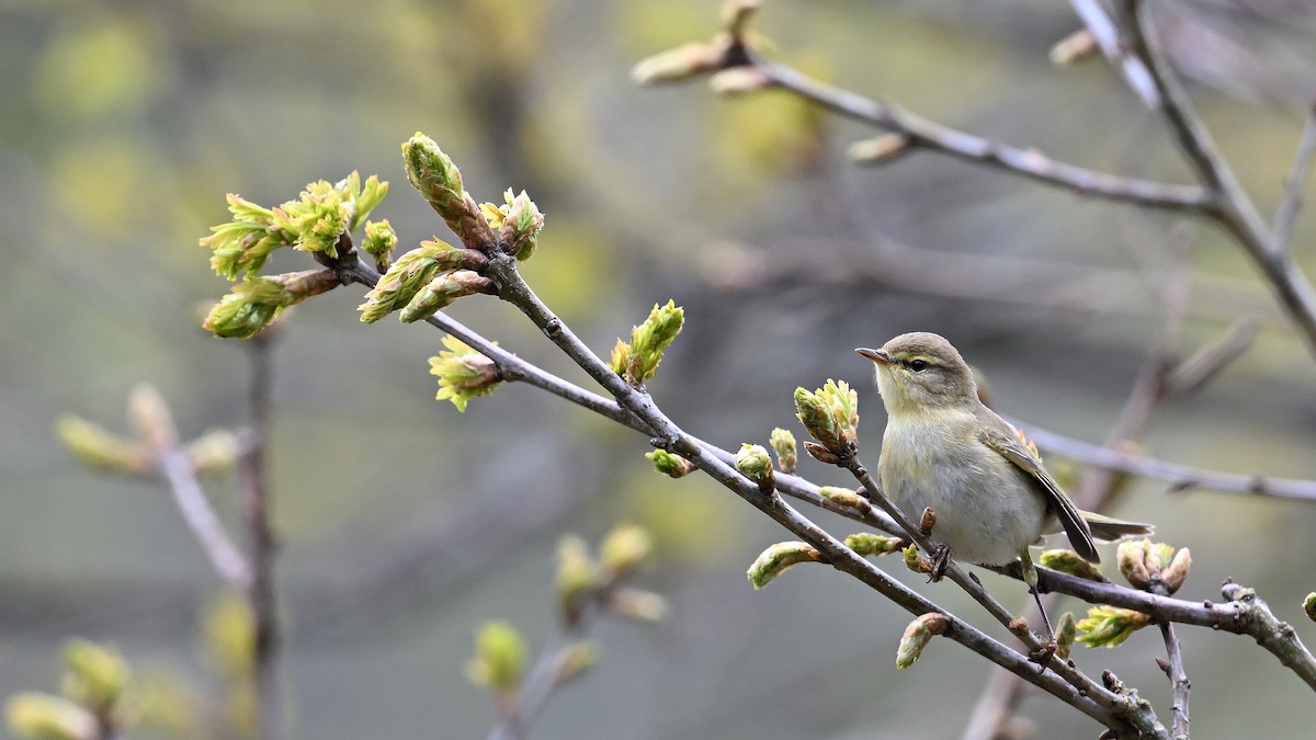 Willow Warbler - ML621880259