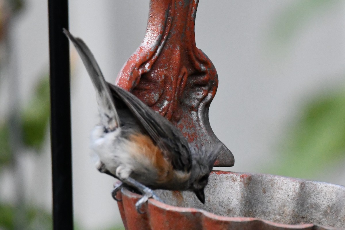 Tufted Titmouse - ML621880269