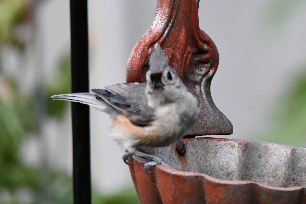 Tufted Titmouse - ML621880271