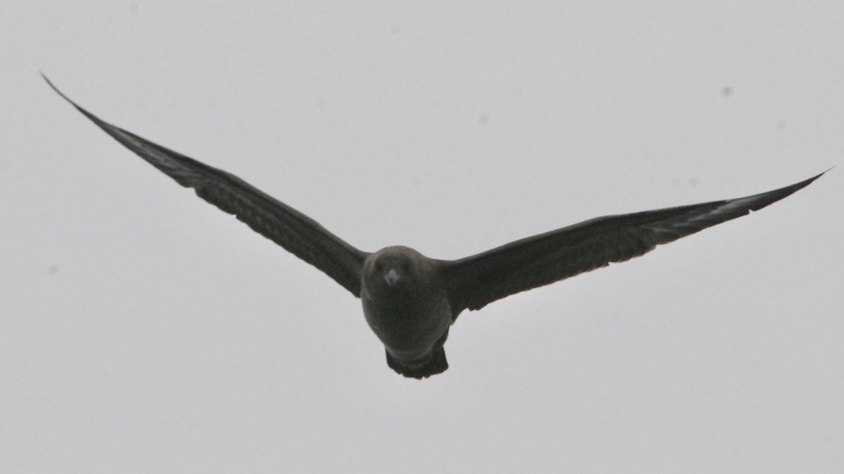 South Polar Skua - ML621880316