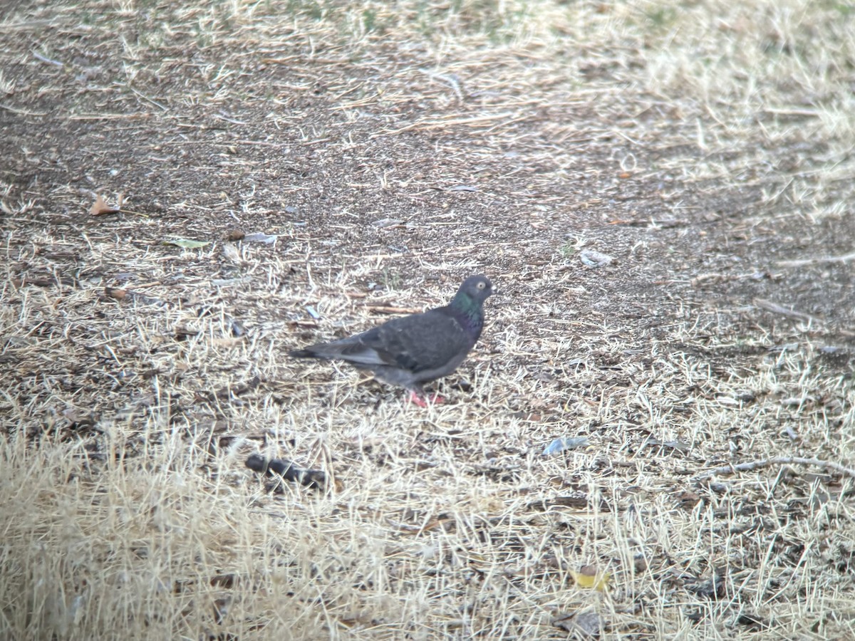 Rock Pigeon (Feral Pigeon) - ML621880341