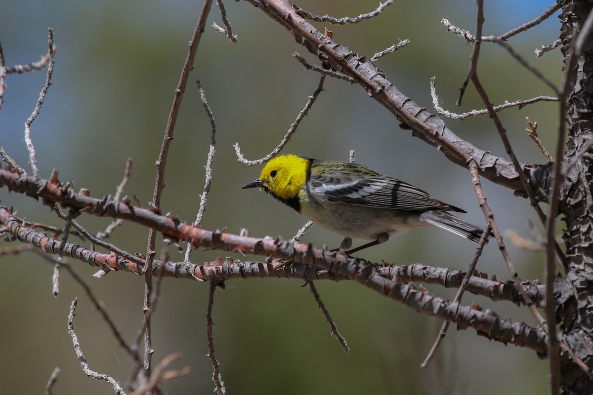 Hermit Warbler - ML621880343