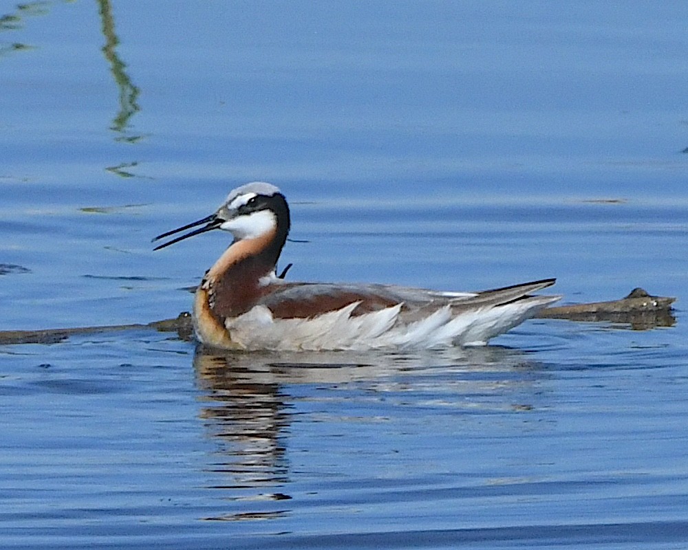 Falaropo Tricolor - ML621880403