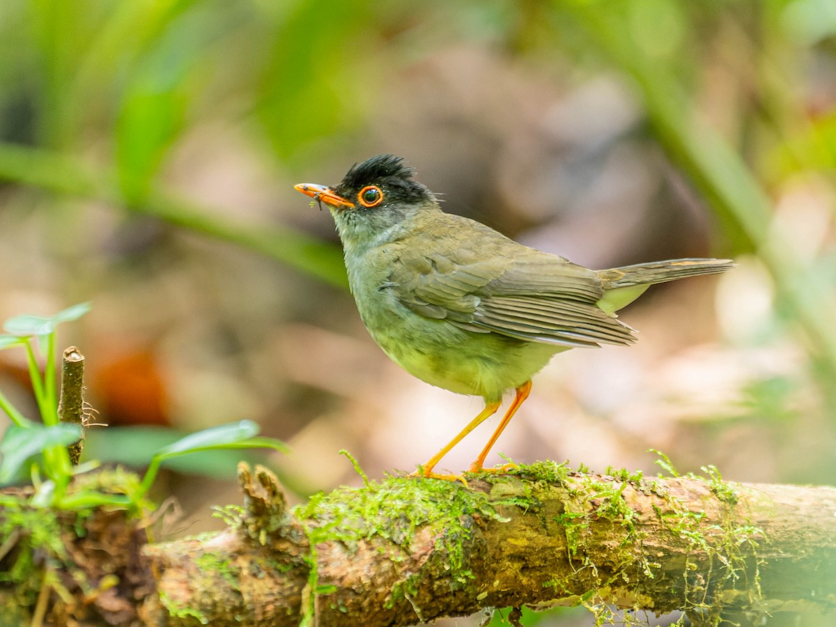 Black-headed Nightingale-Thrush - ML621880437