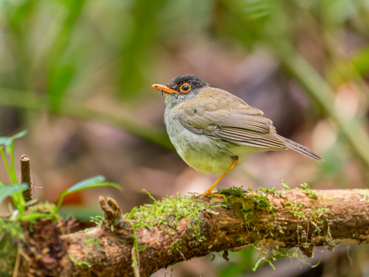 Black-headed Nightingale-Thrush - ML621880438