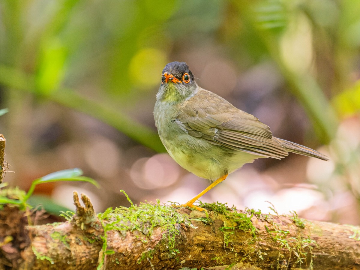 Black-headed Nightingale-Thrush - ML621880439