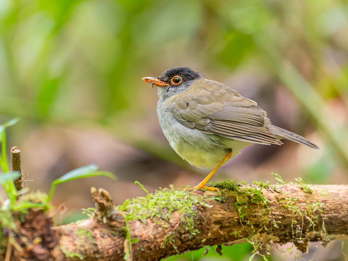 Black-headed Nightingale-Thrush - ML621880440