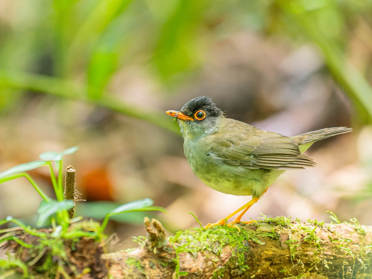 Black-headed Nightingale-Thrush - ML621880441