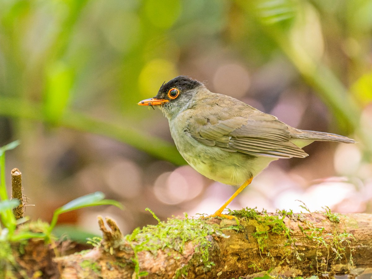 Black-headed Nightingale-Thrush - ML621880442