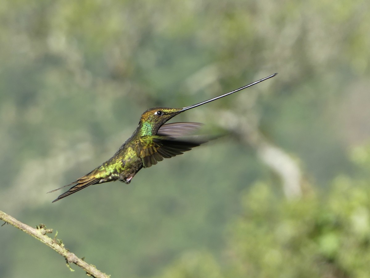 Sword-billed Hummingbird - ML621880454