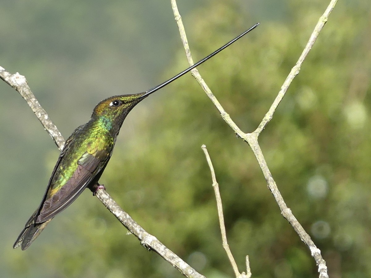 Sword-billed Hummingbird - ML621880455