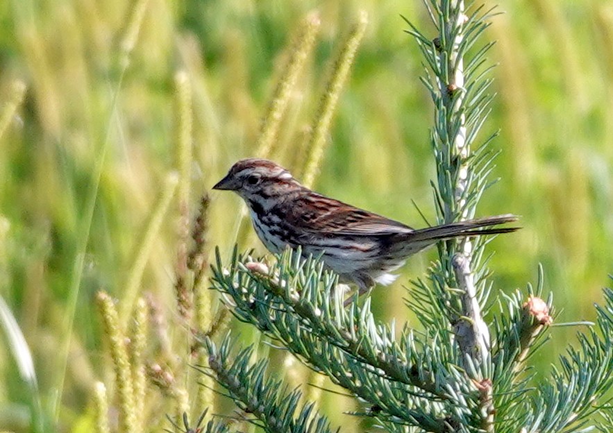 Song Sparrow - ML621880582