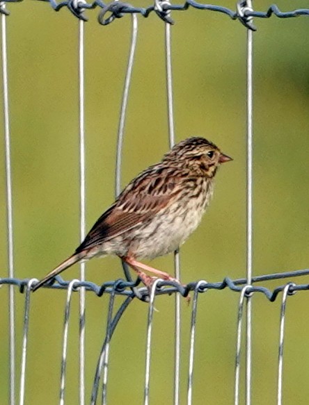 Song Sparrow - ML621880584