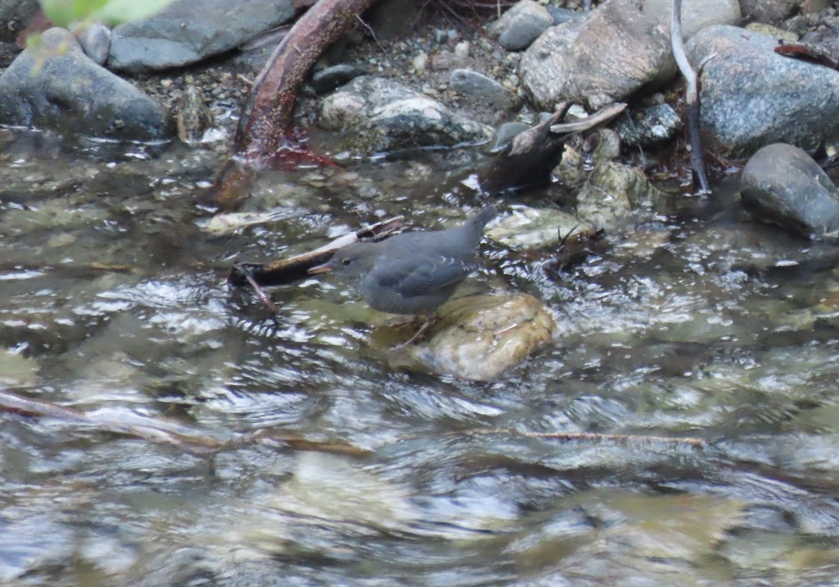 American Dipper - ML621880616