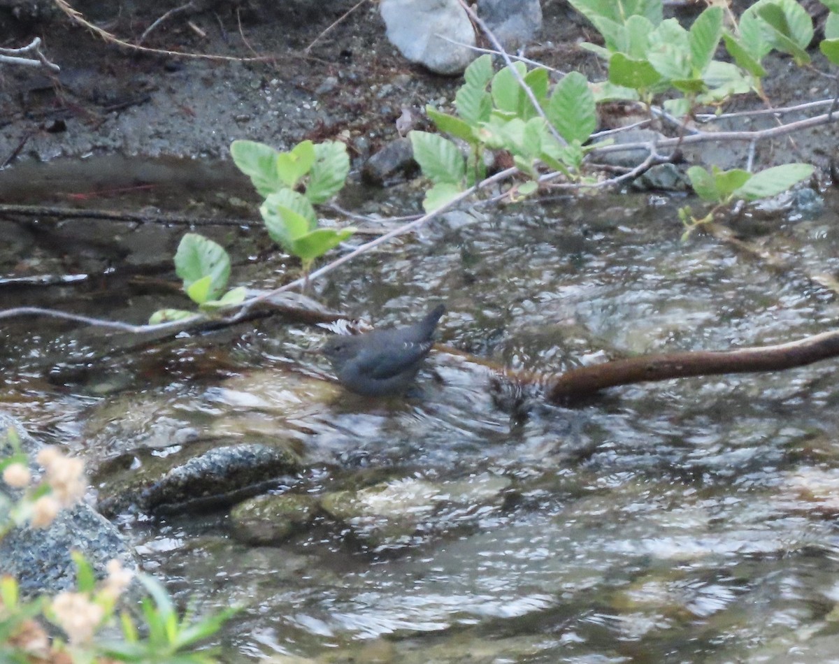 American Dipper - ML621880617