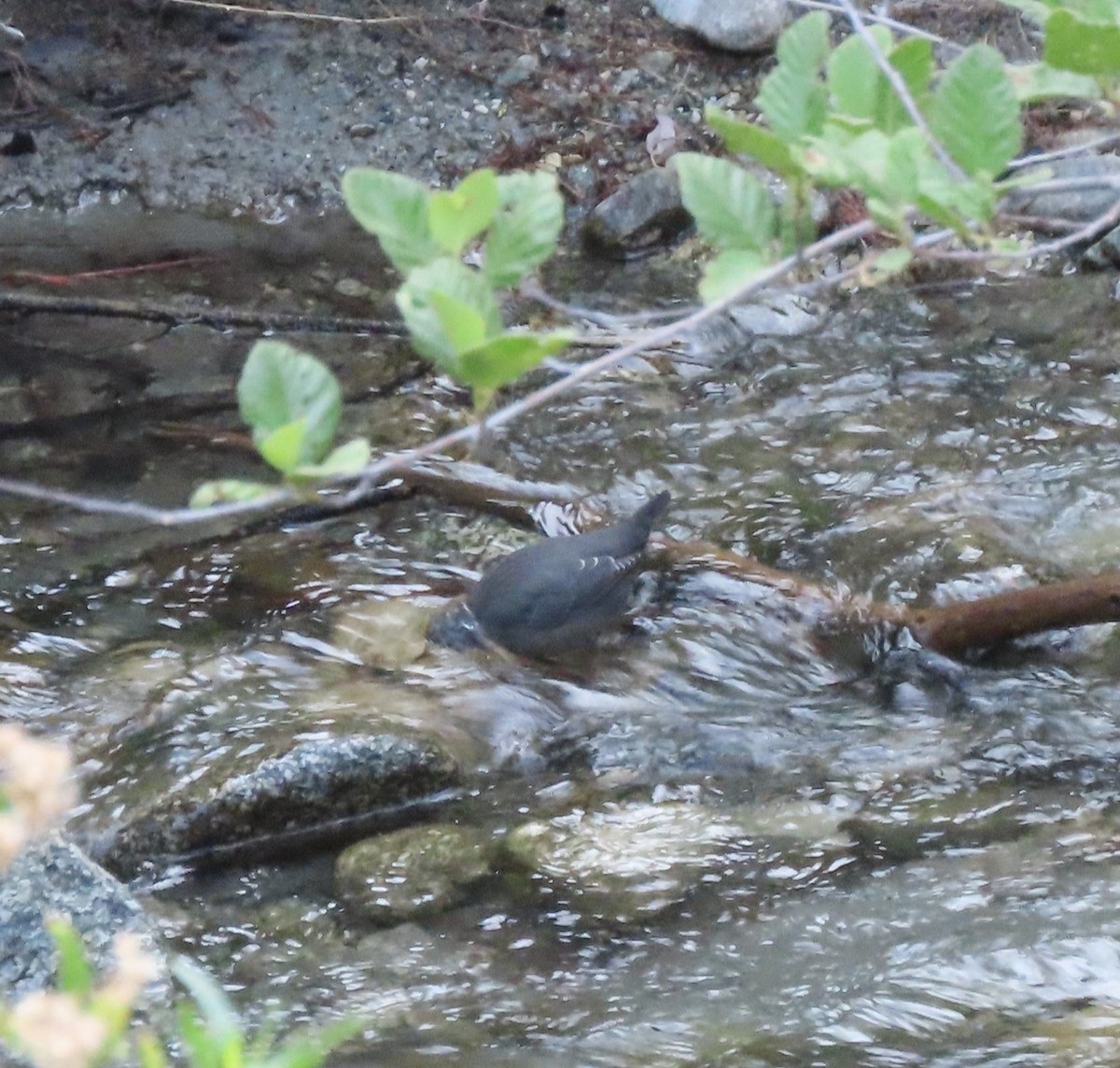 American Dipper - ML621880620