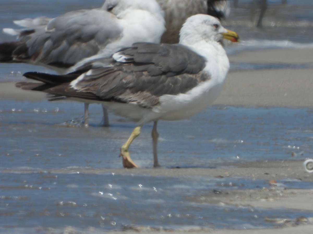 Gaviota Sombría - ML621880632