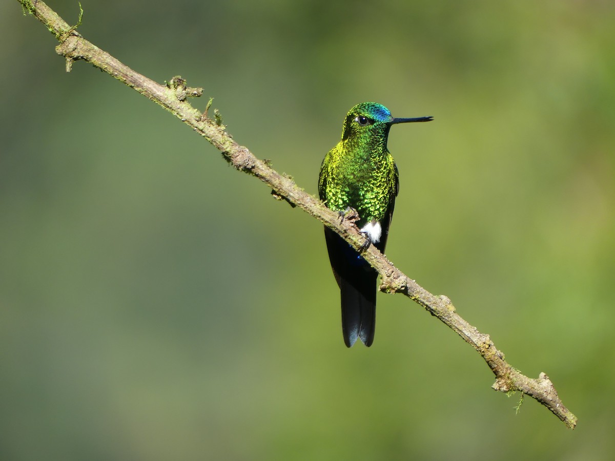 Sapphire-vented Puffleg (Sapphire-vented) - ML621880638