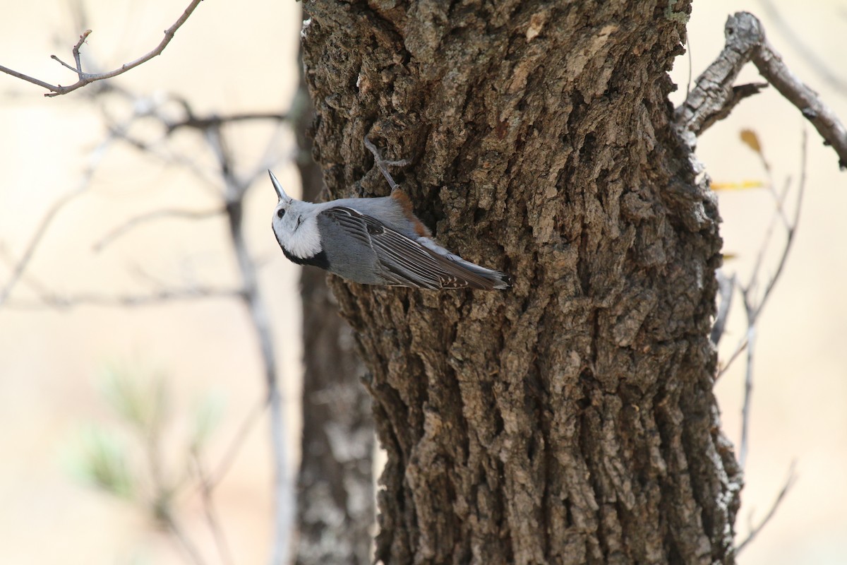 White-breasted Nuthatch - ML621880652