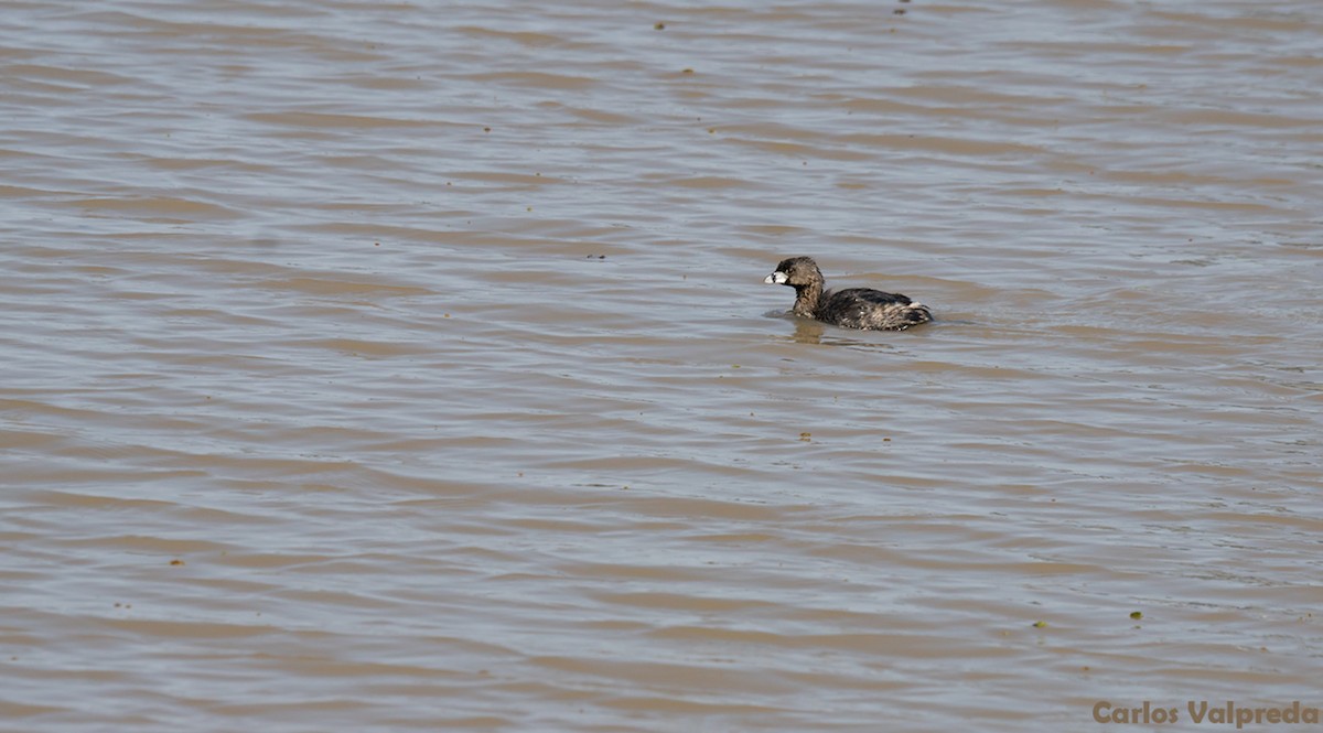 Pied-billed Grebe - ML621880663