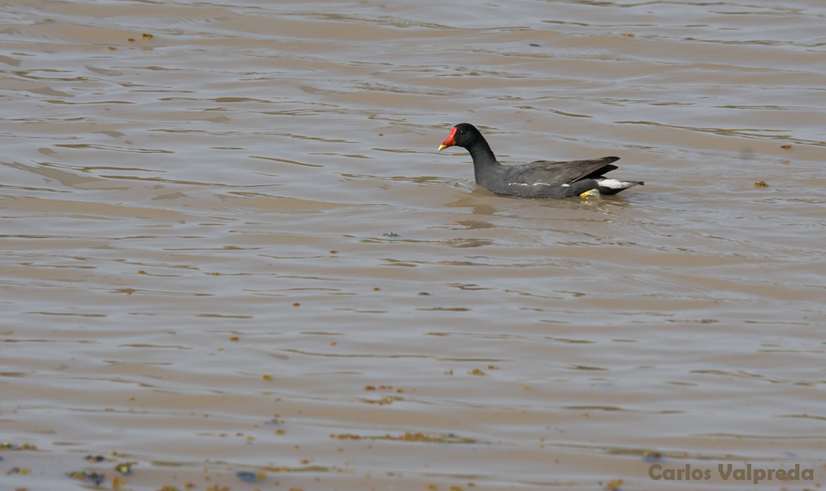 Common Gallinule - ML621880665