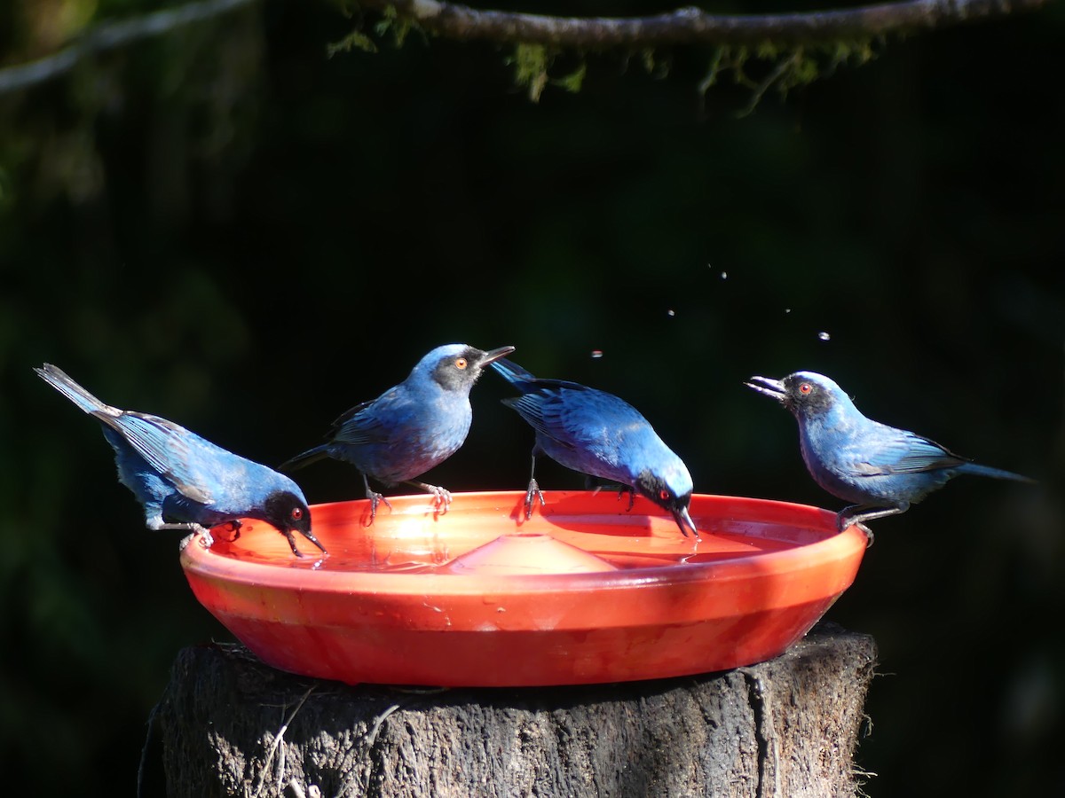 Masked Flowerpiercer (cyanea Group) - ML621880668