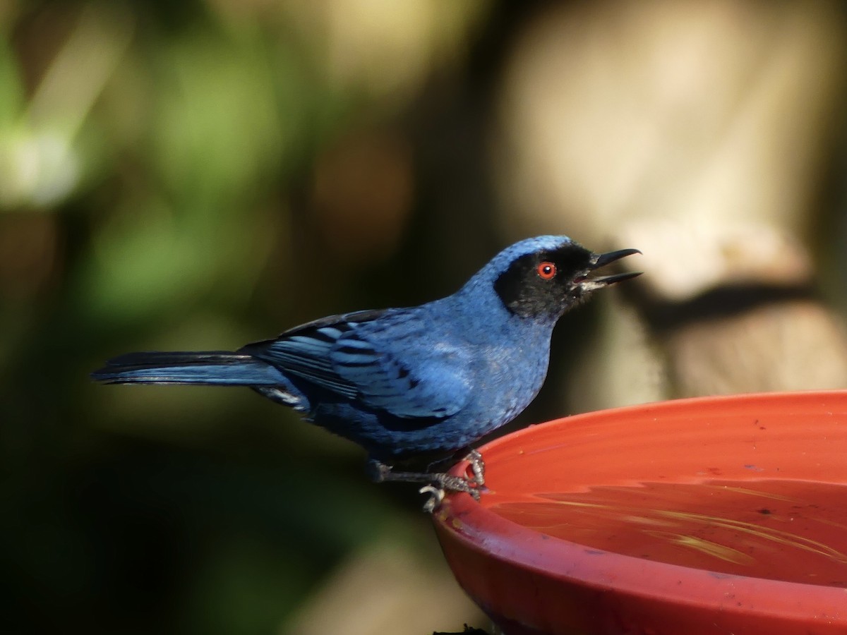 Masked Flowerpiercer (cyanea Group) - ML621880669