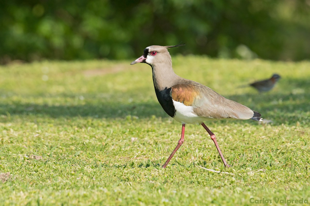 Southern Lapwing - ML621880671