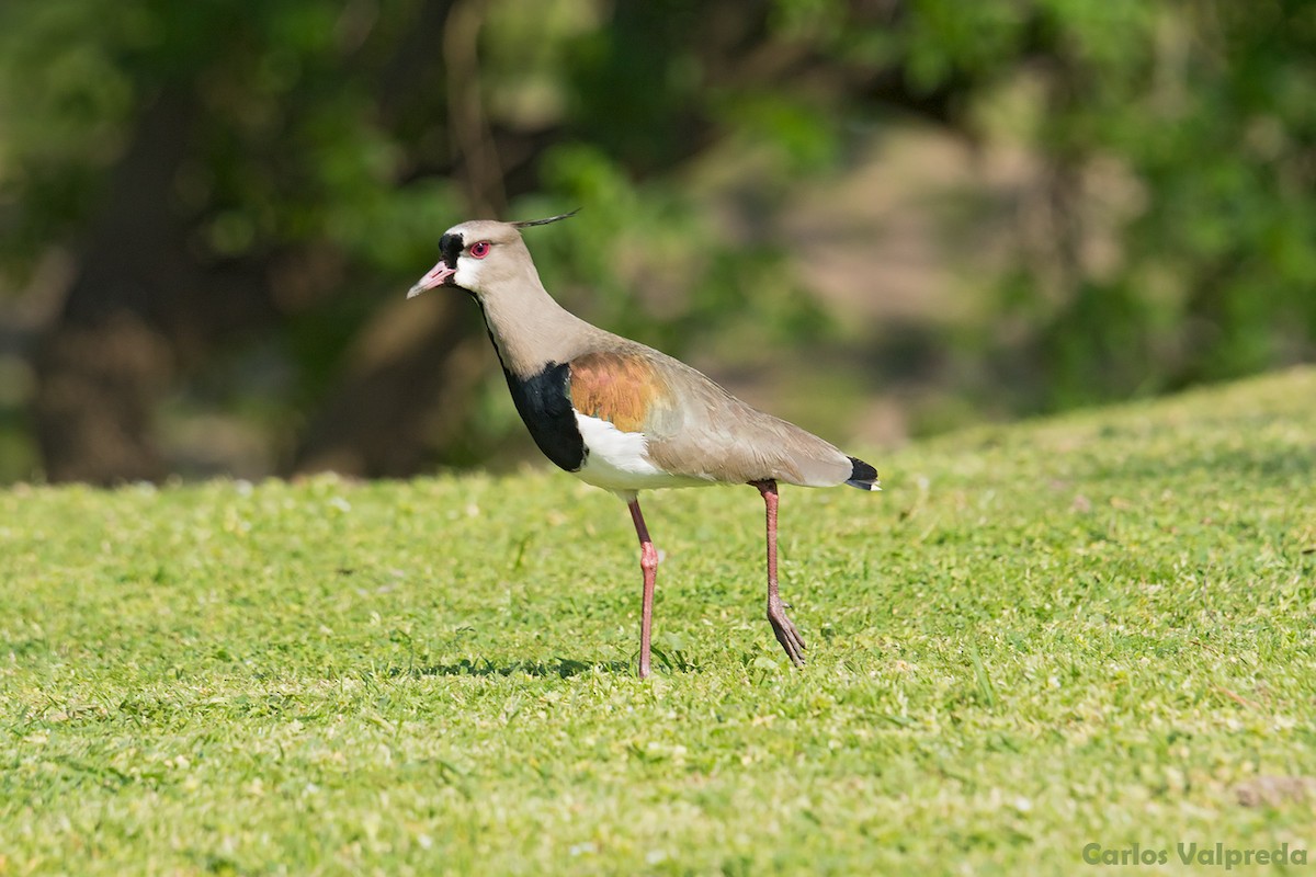 Southern Lapwing - ML621880677