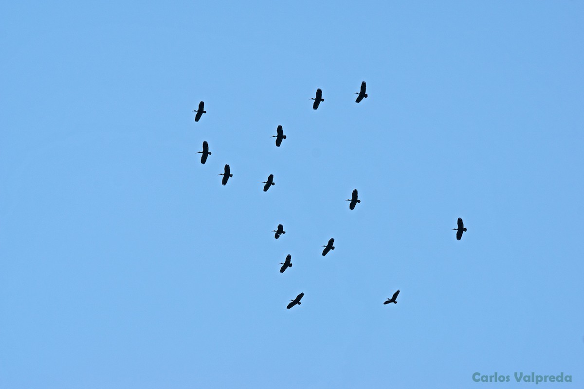 Bare-faced Ibis - Carlos Valpreda