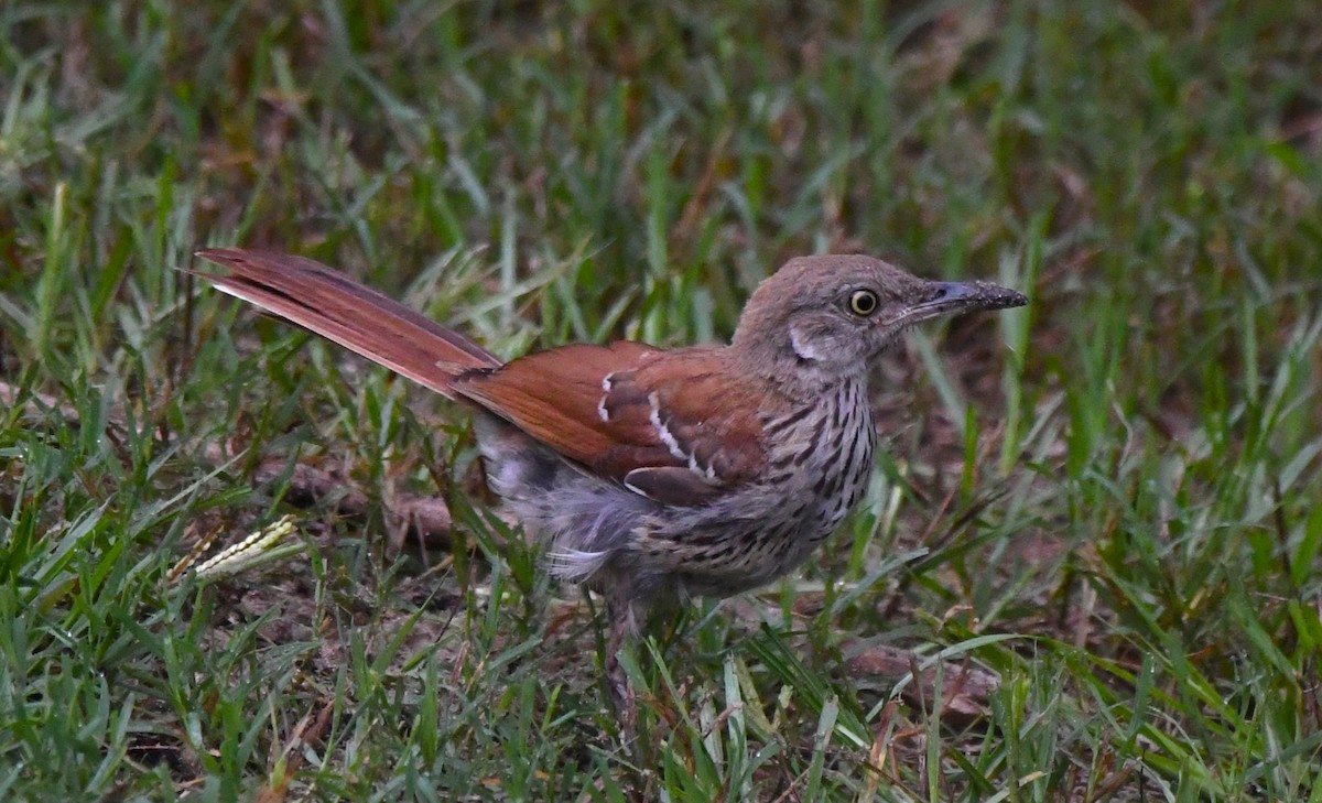 Brown Thrasher - ML621880688