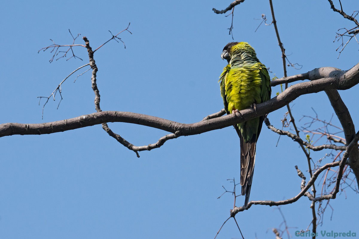 クロガミインコ - ML621880690