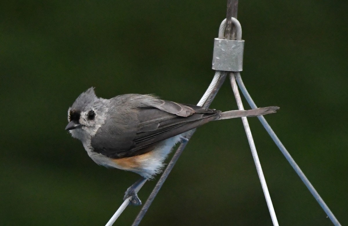 Tufted Titmouse - ML621880697