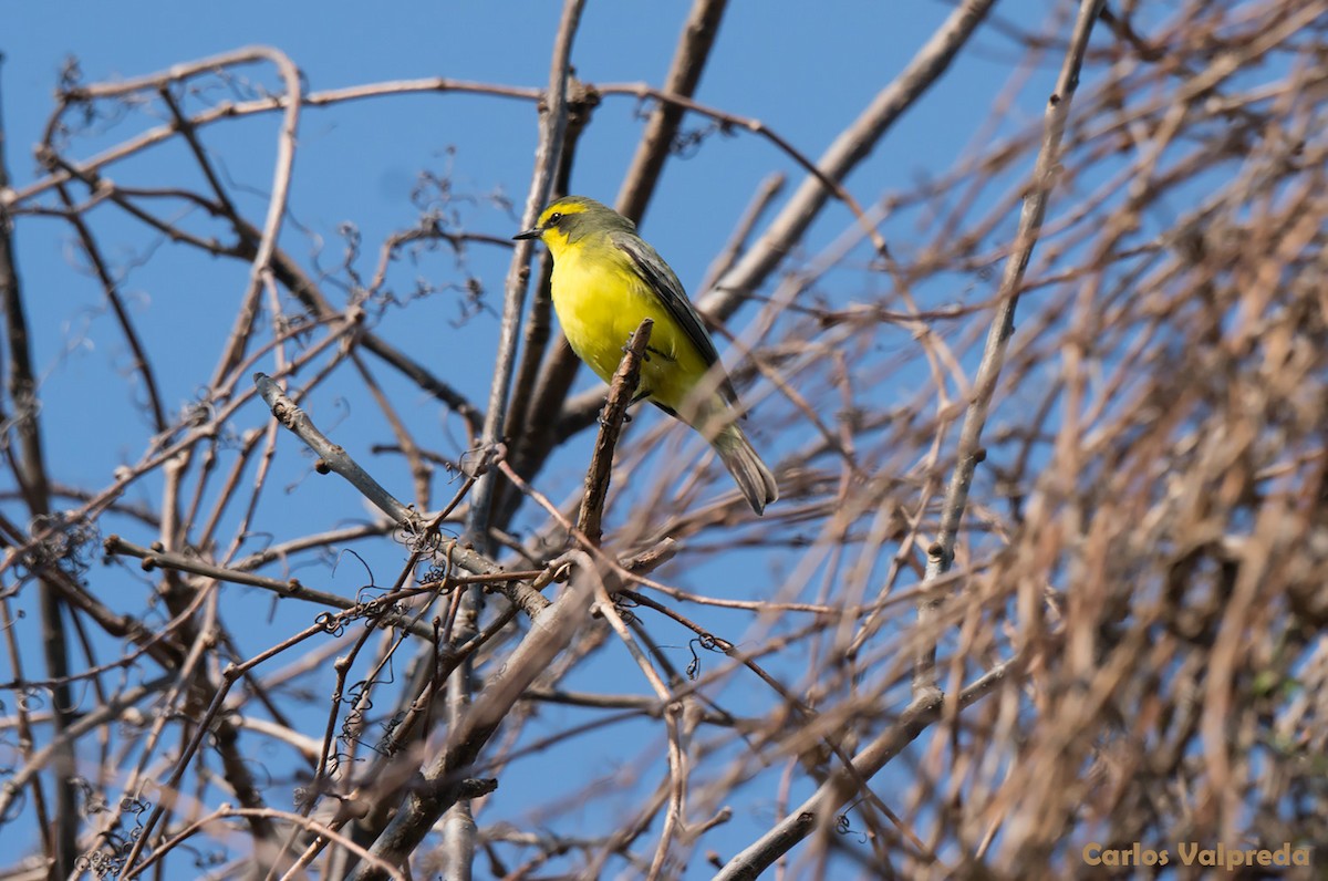 Yellow-browed Tyrant - Carlos Valpreda