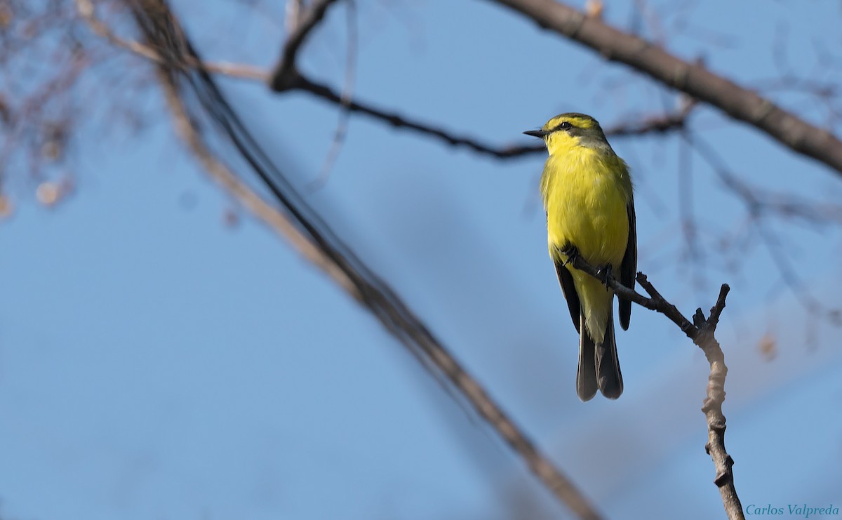 Yellow-browed Tyrant - ML621880699