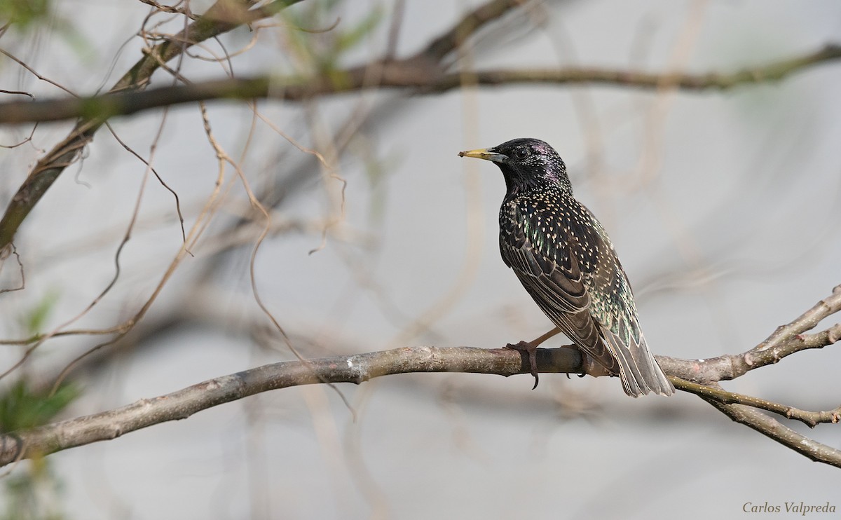 European Starling - ML621880708