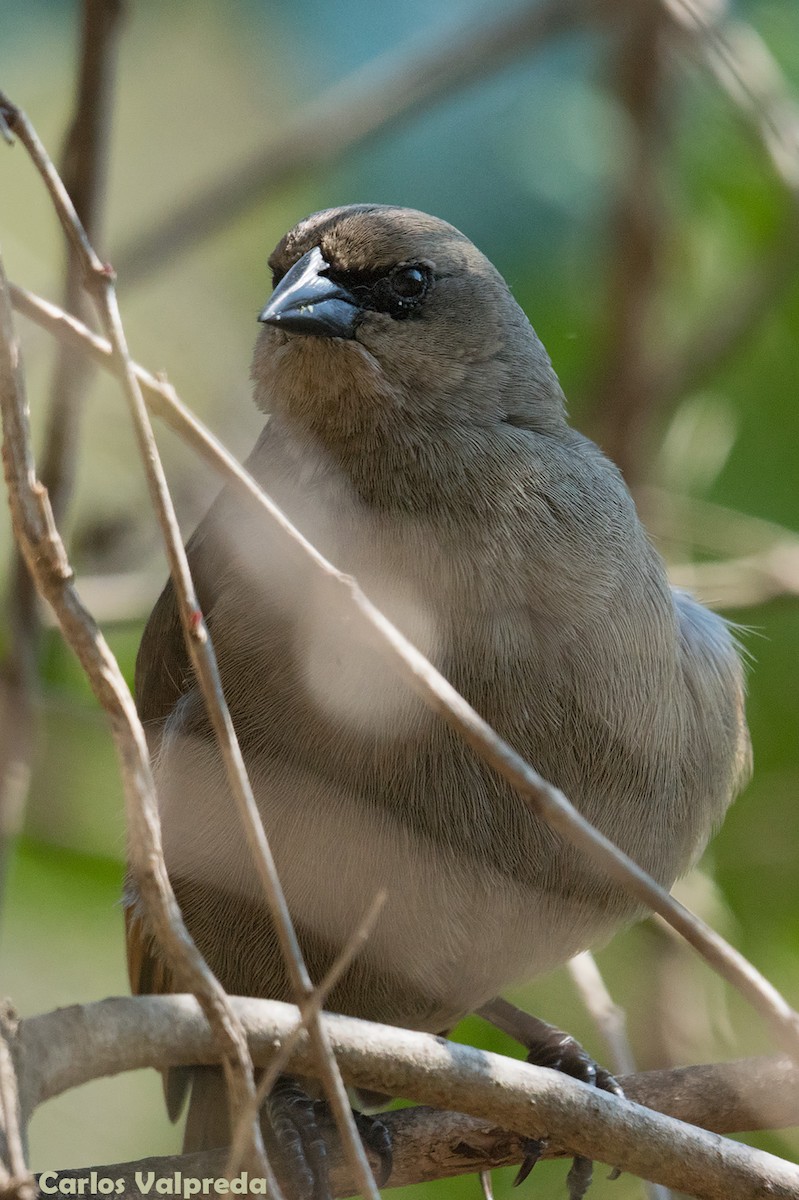 クリバネコウウチョウ - ML621880711