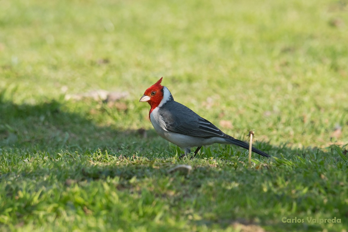 Red-crested Cardinal - ML621880723