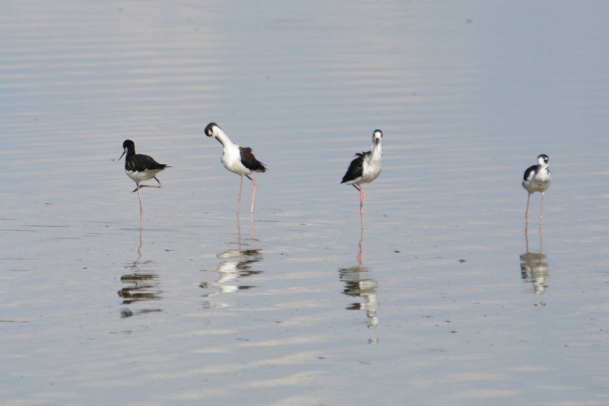 Black-necked Stilt - ML621880728