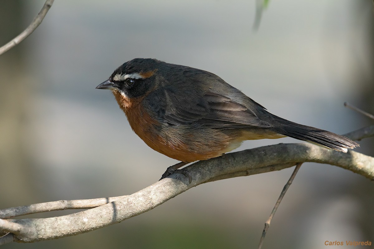 Black-and-rufous Warbling Finch - ML621880744