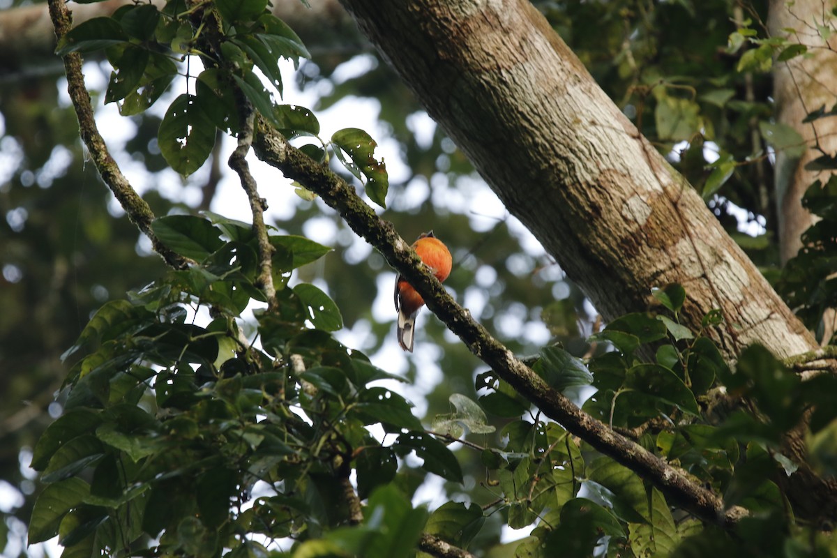 Scarlet-rumped Trogon - ML621880746