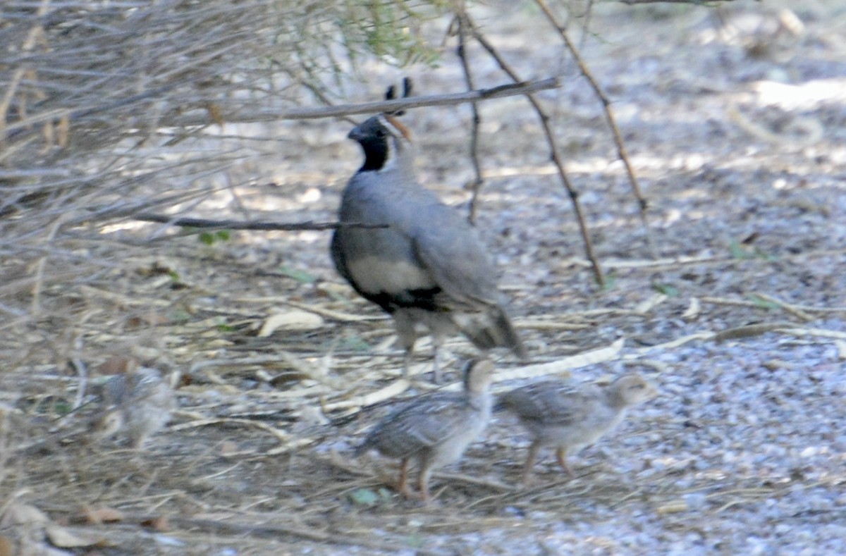 Gambel's Quail - ML621880747