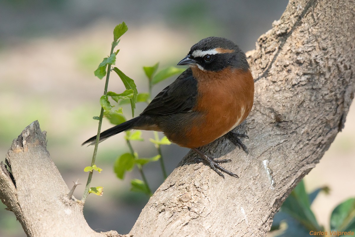 Black-and-rufous Warbling Finch - ML621880760