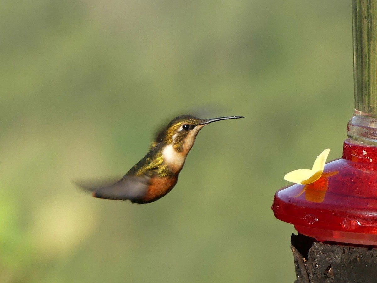 White-bellied Woodstar - ML621880773